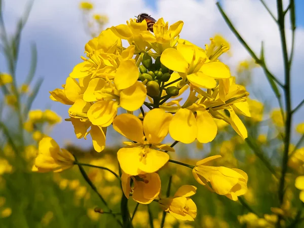 Doğası Gereği Güzel Sarı Bir Çiçek — Stok fotoğraf
