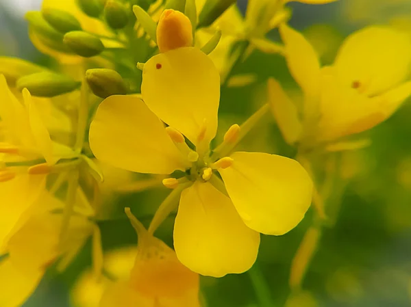 Гарна Жовта Квітка Гірчиці Природі Макрос — стокове фото