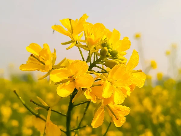 Güzel Sarı Hardal Çiçekleri Çiğ Damlaları Sabah Vakti Yaprakların Üzerine — Stok fotoğraf