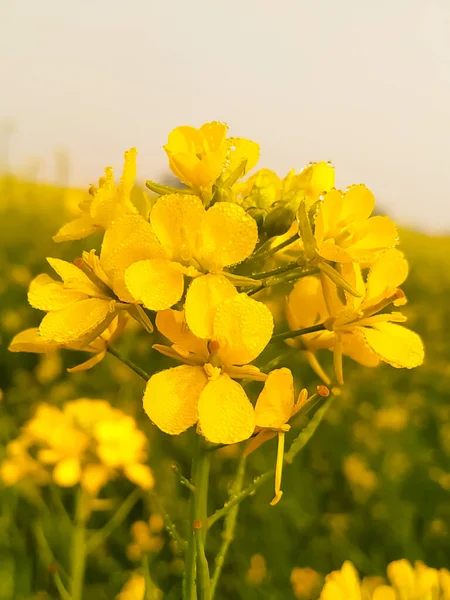 Beautiful Yellow Rapeseed Flowers Dew Drop Petals Morning Daylight Natural — Stock Photo, Image