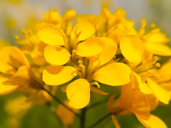 Close Beautiful Mustard Flower Field Rajasthan India — Stock Photo, Image