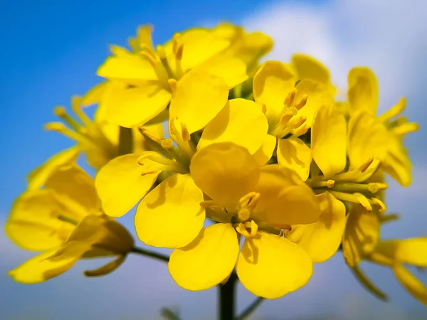 关闭芥末花 油菜的黄色花朵 油菜花的全框拍摄 五彩缤纷的黄色油菜花盛开 春天的花朵 菜籽花 — 图库照片