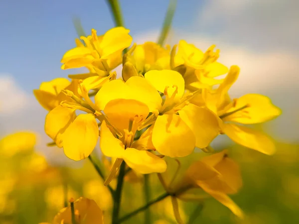 Çiçekli Bir Hardal Çiçeğinin Yakın Çekimi — Stok fotoğraf