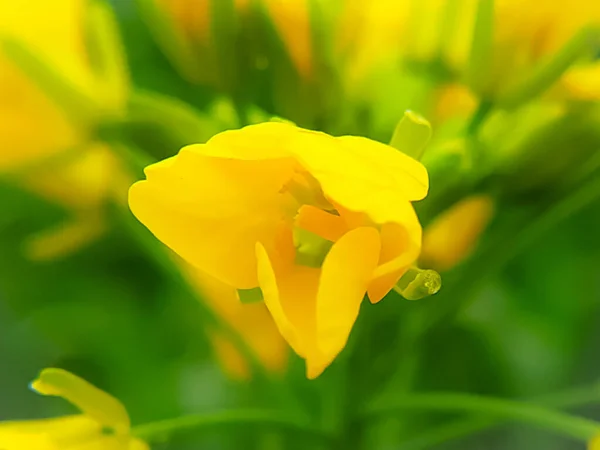 Eine Nahaufnahme Von Frischer Senfblume Auf Grünem Hintergrund — Stockfoto