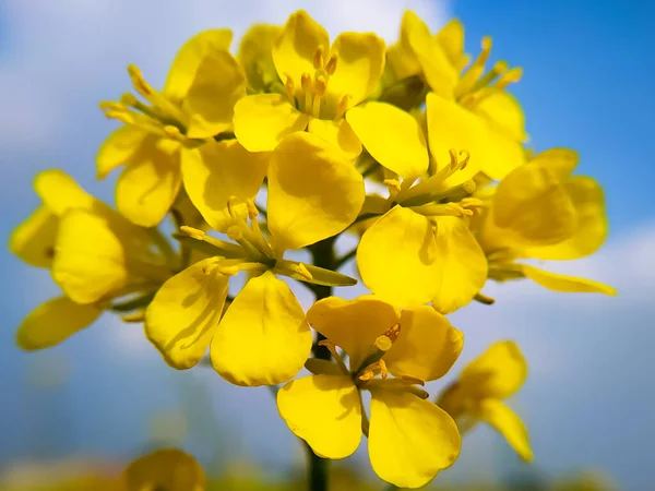 Макрос Гірчичної Квітки Brassica Juncea — стокове фото