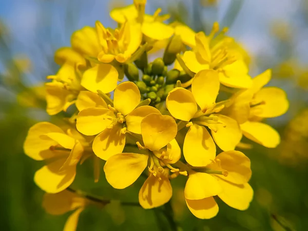 Una Flor Mostaza Campo Aldea Provincia Rajastán India — Foto de Stock