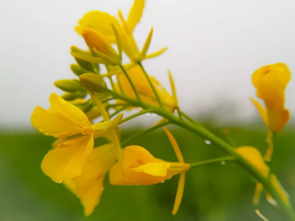 Flor Mostarda Com Gotas Água Nas Pétalas Amarelas Após Chuva — Fotografia de Stock