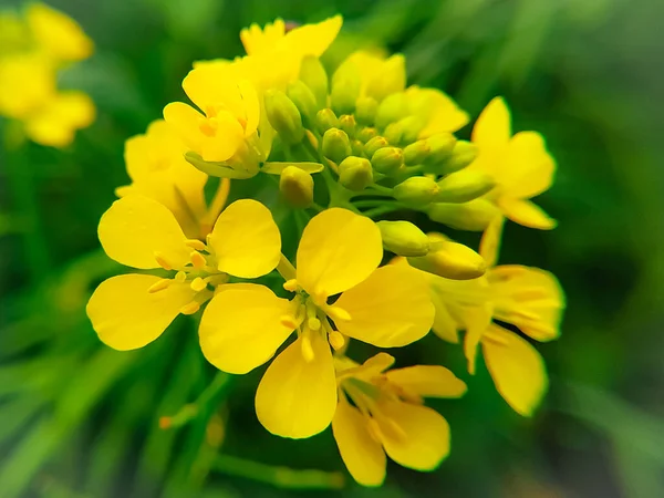 A mustard flowers head blooming in the garden.