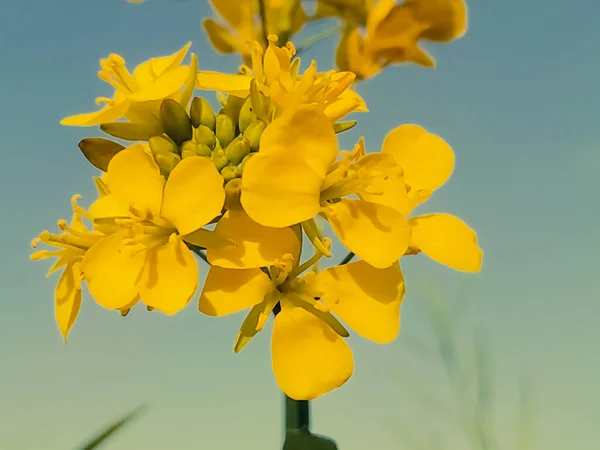 Mustard Seed Flowers Blooming Field Spring — Stock Photo, Image