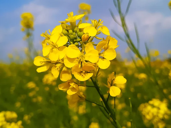 春天的背景 开着美丽的芥末花 — 图库照片