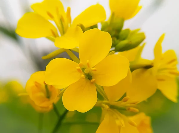 Mustard Flower Closeup Macro Morning — Stock Photo, Image