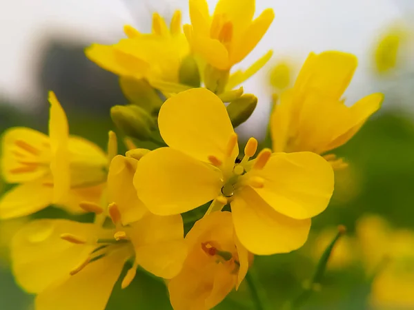 Bela Flor Amarela Isolada Fundo Branco Verde — Fotografia de Stock
