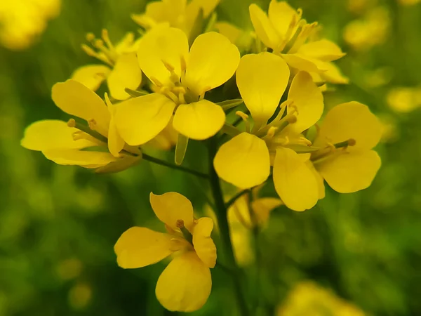 Bahçede Sarı Bir Hardal Çiçeği — Stok fotoğraf