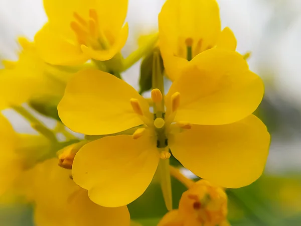 白と緑の背景に孤立した黄色のマスタードの花 — ストック写真