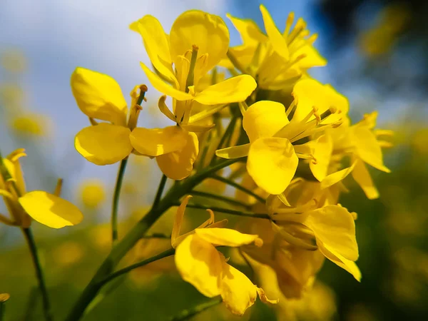 Campo Flores Colza Amarilla Primavera Europa — Foto de Stock