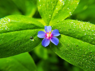 Yeşil yaprağa çiy damlaları düşer Lysimachia foemina çiçeğiyle