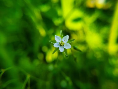 Bir Spergula arvensis - yeşil bulanık arka planda açan mısır spurrey