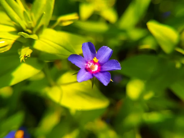 Blommande Fattigmansglas Lysimachia Foemina — Stockfoto