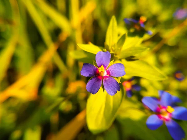 Piccolo Fiore Azzurro Lysimachia Foemina — Foto Stock