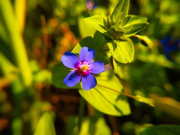 Lysimachia Foemina Flower Green Leavs Background — Stock Photo, Image