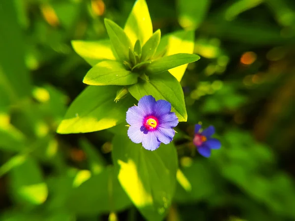Lysimachia Foemina Een Plant Uit Grassenfamilie Primulaceae — Stockfoto