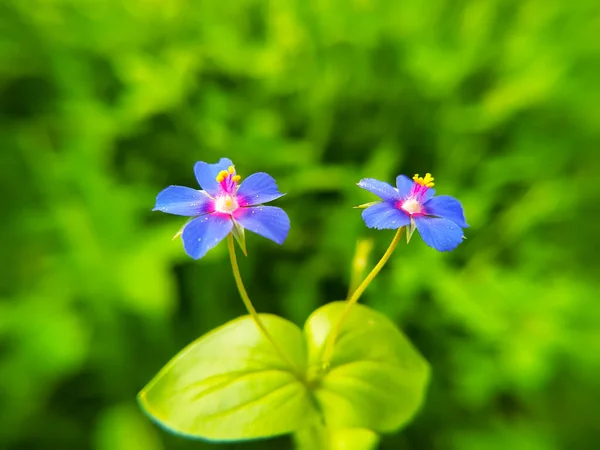 Beautiful Lysimachia Foemina Flowers Blooming Field Blurred Backgroung — Stock Photo, Image