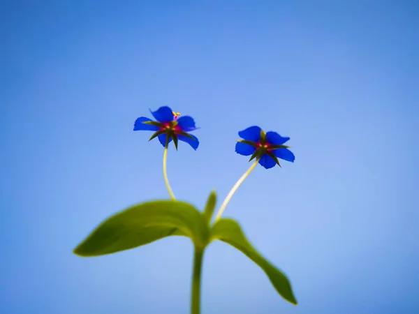 Blauw Klein Wild Lysimachia Foemina Bloemen Blauwe Lucht Achtergrond — Stockfoto