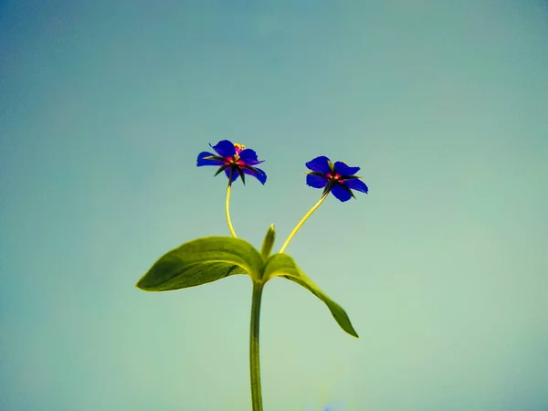 Blauwe Kleine Wilde Bloemen Blauwe Lucht Achtergrond — Stockfoto