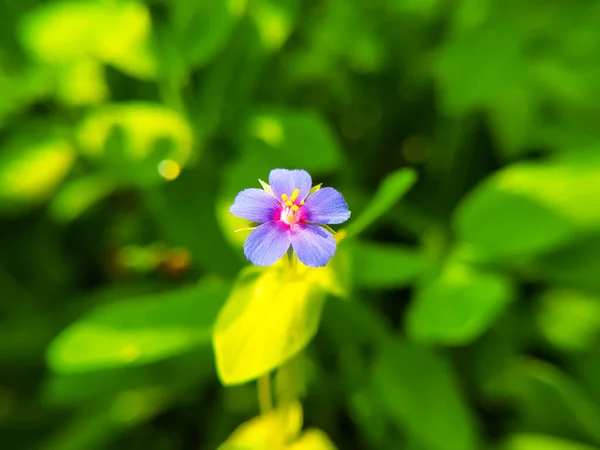 Des Fleurs Bleues Dans Mon Jardin — Photo