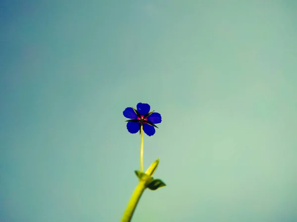 天空背景上一朵紫色的花 — 图库照片