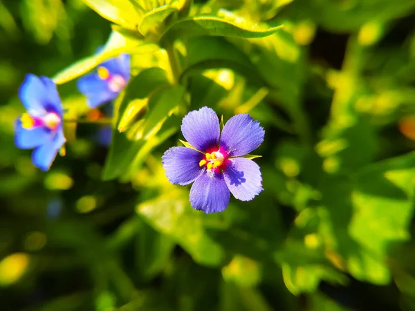 Flores Coloridas Que Florescem Jardim São Muito Bonitas — Fotografia de Stock