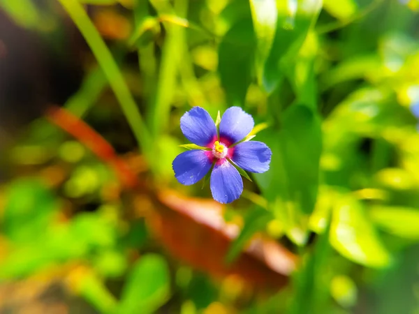 背景がぼやけている花の花弁の美しい5紫色 — ストック写真