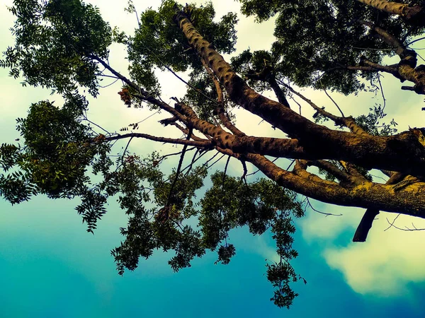 Azadirachta Indica Neem Δέντρο Ενάντια Στον Ουρανό — Φωτογραφία Αρχείου