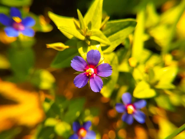 Lysimachia Foemina Květiny Kvetoucích Zelených Listech — Stock fotografie