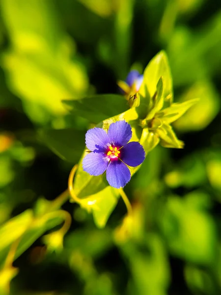 Una Flor Lysimachia Foemina Cerca —  Fotos de Stock