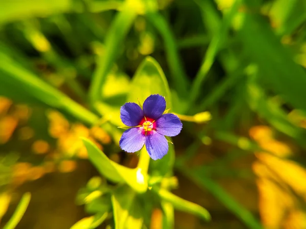 Una Flor Azul Lysimachia Foemina Planta —  Fotos de Stock