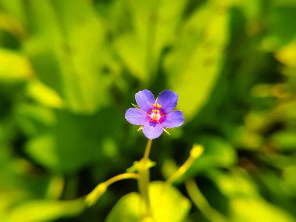 Una Flor Azul Lysimachia Foemina Planta Sobre Fondo Natural —  Fotos de Stock