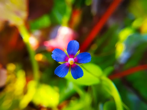 Gyönyörű Kék Virágok Közel Lysimachia Foemina Növény — Stock Fotó