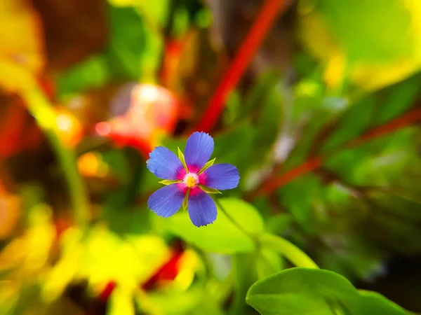 Blue Flowers Close Lysimachia Foemina Plant Garden — Stock Photo, Image