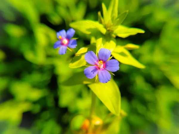 Poorman Weatherglass Anagallis Foemina Florecitas Azules Cerca Las Flores Silvestres —  Fotos de Stock