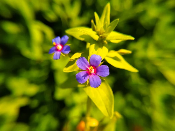 Modré Malé Divoké Anagallis Foemina Květiny Kvetoucí Poli — Stock fotografie