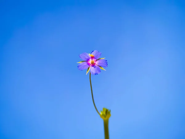 Blå Lilla Vilda Anagallis Foemina Blommor Blommar Blå Himmel Bakgrund — Stockfoto