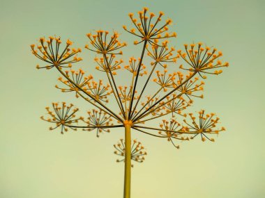 Kasvetli bir günde anetum mezarlığı bitkisinin yakın çekimi.