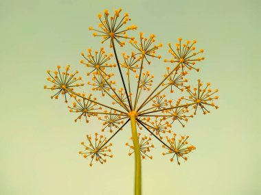 Bir anetum mezarının gökyüzüne yakın çekim görüntüsü.