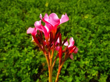 Genç çiçekli ve arka planda yeşil yapraklı bir neryum zakkumunun yakın çekimi.