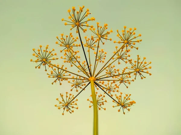 Bir anetum mezarının gökyüzüne yakın çekim görüntüsü.