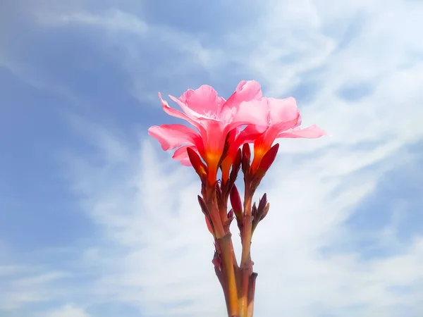 Uma Bela Vista Flor Vermelha Oleandro Nério Contra Céu Nublado — Fotografia de Stock
