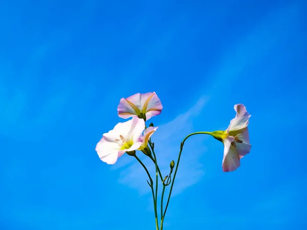 Gros Plan Une Asclépiade Avec Une Jeune Fleur Ciel Bleu — Photo
