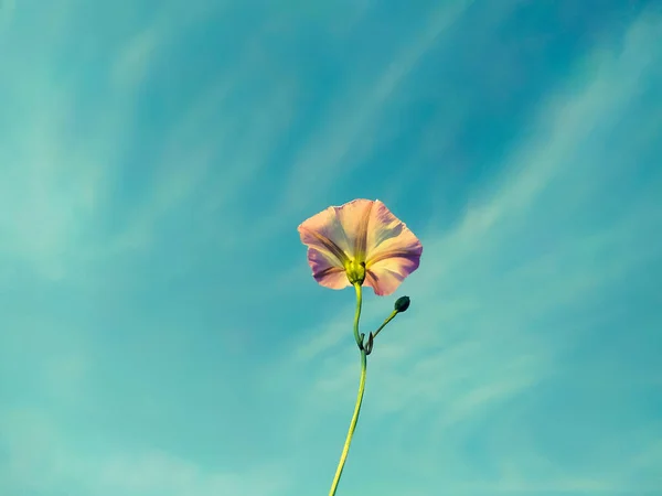 Κάθετη Λήψη Ενός Λουλουδιού Bindweed Κάτω Από Έναν Θολό Ουρανό — Φωτογραφία Αρχείου