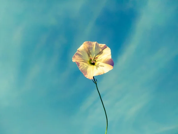 Tiro Vertical Belo Flor Erva Daninha Contra Céu Névoa — Fotografia de Stock